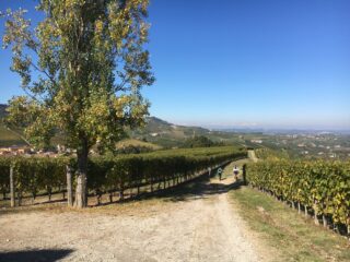 Scendendo verso Barolo