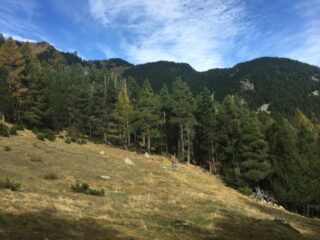 Bosco in discesa