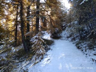 In salita nel bosco (foto A. Valfrè).