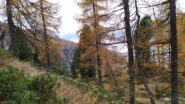 Nel bosco