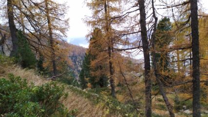 Nel bosco