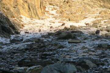 stambecchi al pascolo salendo al rifugio