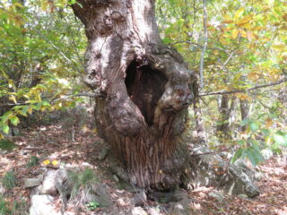 Uno dei castagni secolari nel bosco sopra casa Nespolo