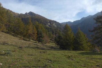 Il bel lariceto sopra Seleiraut