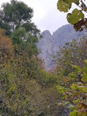 Sperone grigio all'avvicinamento