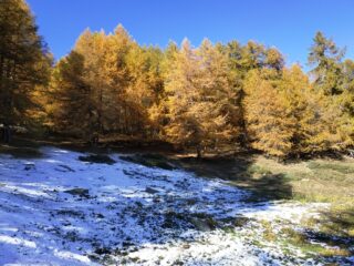 Colori.