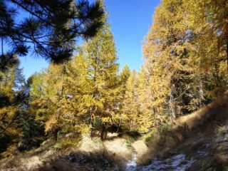 Nel bosco.