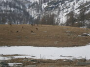 abitanti