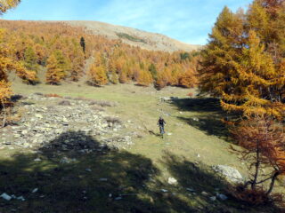 grandi radure