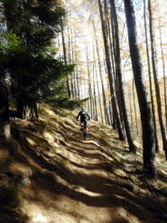 sentiero delle Ginestre 1