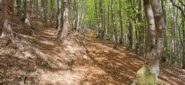 proseguendo nel bosco in direzione del Passo della Spingarda ed il Monte Aiona