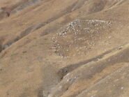 avvicinamento al grande gregge