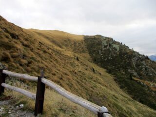 Collino