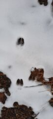 Orme: forse capriolo?