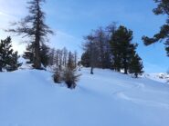 Discesa nel bosco divertente