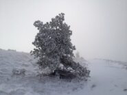 Alberello innevato