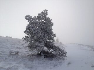 Alberello innevato