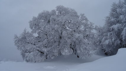 Tre Faggi 1390mt. in versione invernale. Ormai li ho fotografati in tutte le stagioni.