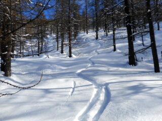 bella anche nel bosco