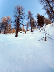 bosco in piedi