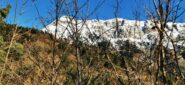 dal bosco spunta il Monte Saccarello