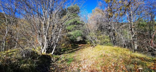 il bosco iniziale sopra Realdo