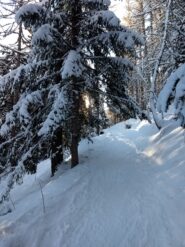 Bosco iniziale