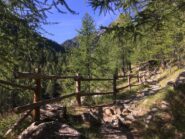 Sentiero tra i larici