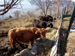 Allevamento bovini Highlander