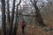 Attraversando nel bosco