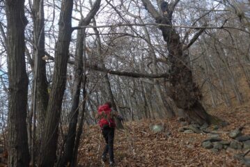 Attraversando nel bosco