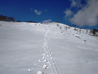 Bel pendio rivolto a Sud che si percorre per tagliare alcuni tornanti della sterrata.