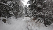 Nel bosco