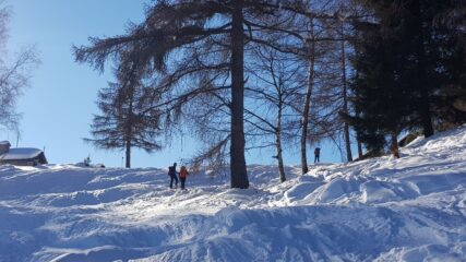 Piacevole salita nel bosco rado