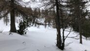 Nel bosco (foto F. Maso).