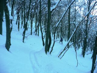 Bosco tenebroso nel tratto nord tra Rocche di S.M. e Balmassa.