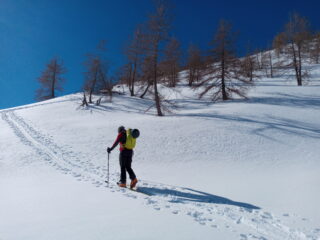 la salita nel rado bosco