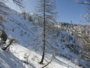 Uscendo dal bosco