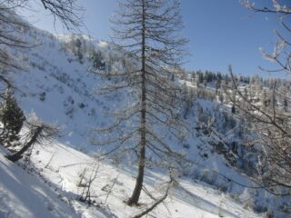 Uscendo dal bosco