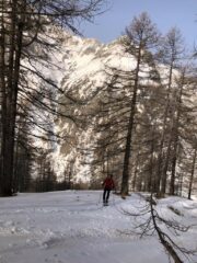 Quasi fuori dal bosco
