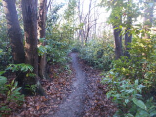 il sentiero 10 che si insinua nel bosco..