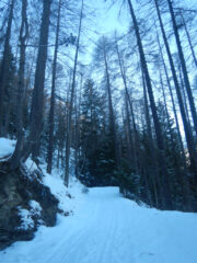 Sulla strada nel bosco