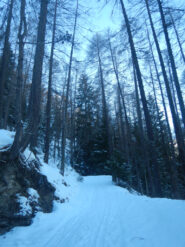 Sulla strada nel bosco