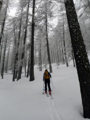 salita nel bellissimo bosco che caratterizza gran parte della salita 