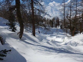 gran bella neve nel bosco