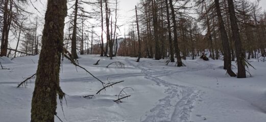 in discesa nel bosco verso la strada militare ed il pianoro di quota 1760 m