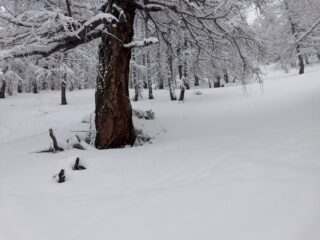Tratti nel bosco da tracciare