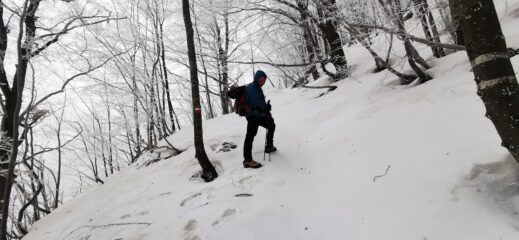 Stelvio in salita nel bosco a quota 1300 m