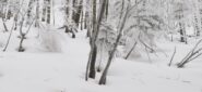 l'aspetto quasi magico del bosco dove si sale 