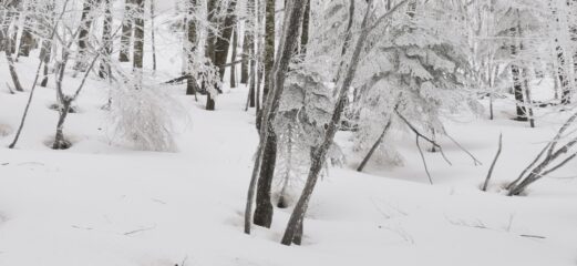 l'aspetto quasi magico del bosco dove si sale 